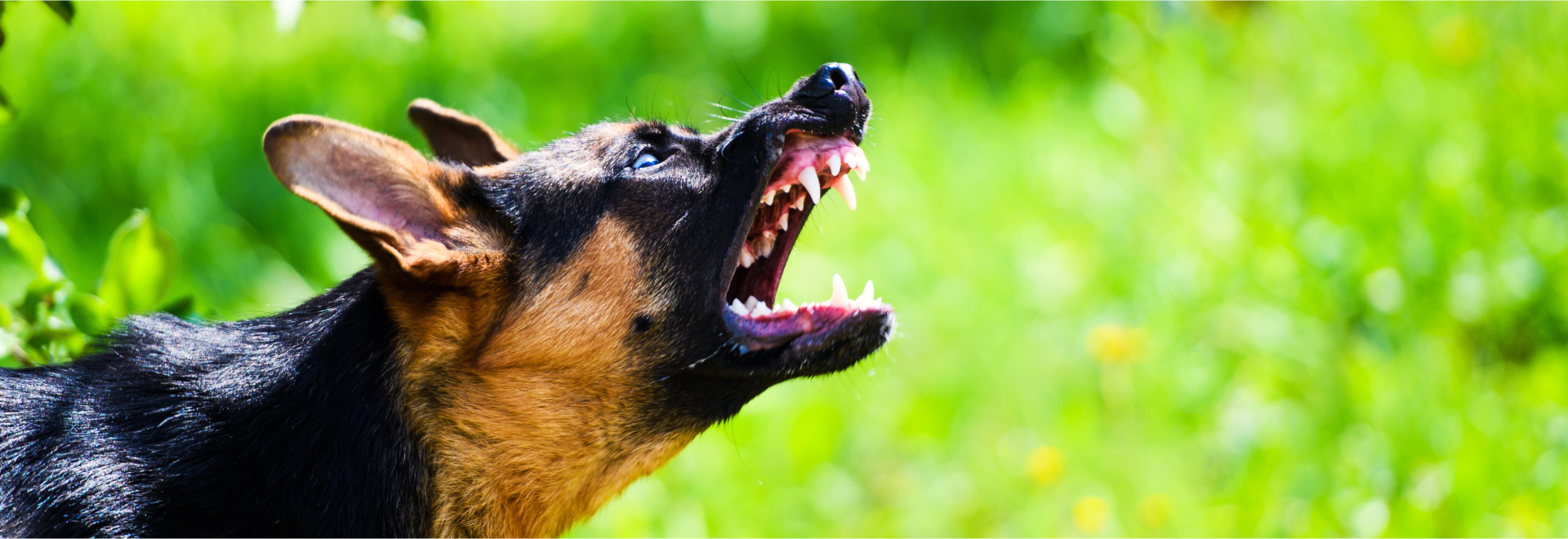 Angry dog attacks The dog looks aggressive and dangerous German Shepherd